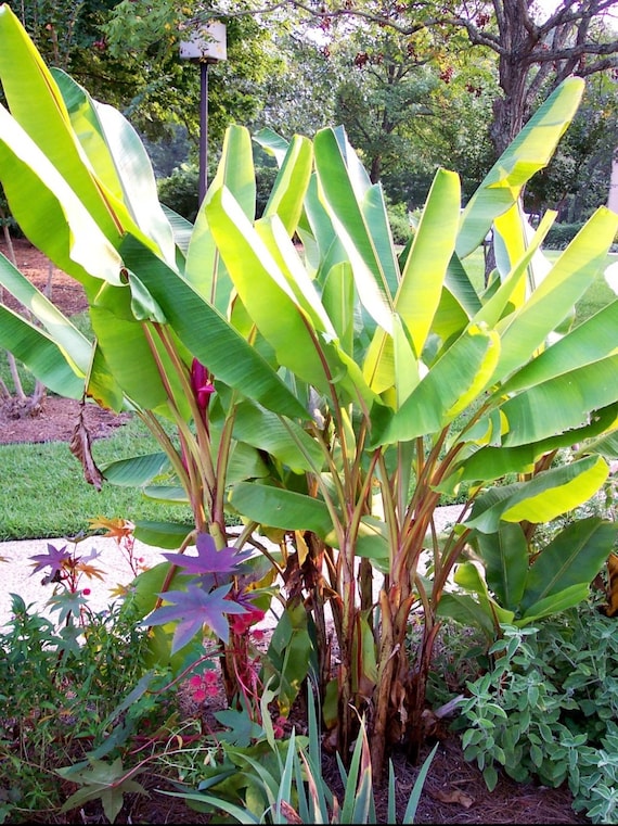 Kenia Bananenpflanze Samen: Pflegeleicht DIY Gartenobst, Zimmerpflanze -  Etsy.de