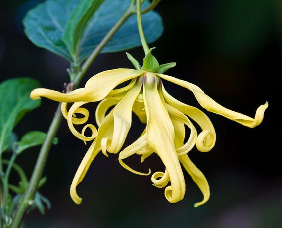 Weltberhmte Parfmbaum-Samen: Cananga Odorata, Ylang Ylang DIY Garten Coco  - Etsy sterreich