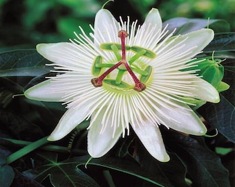 Semillas de Passiflora Caerulea Blanca: Flor de la pasión blanca, jardinería orgánica, fácil de cultivar con instrucciones sencillas.