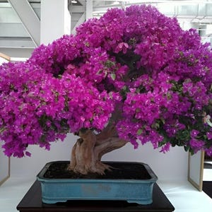 Purple Flowering Bonsai Tree seeds, best gift for him her mom dad teacher, indoor outdoor home decor birthday DIY flowering plants gardening