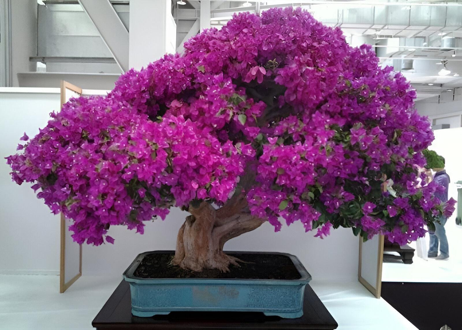 紫色の花を咲かせる盆栽の種：屋内外の装飾、観葉植物 - Etsy 日本