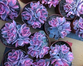 Echeveria Succulent Seeds Mix: DIY Organic Gardening House Plants