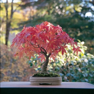 Pode incluir: Uma árvore bonsai com folhas vermelhas em um vaso de cerâmica marrom. A árvore está em um vaso pequeno e está em uma mesa de madeira.