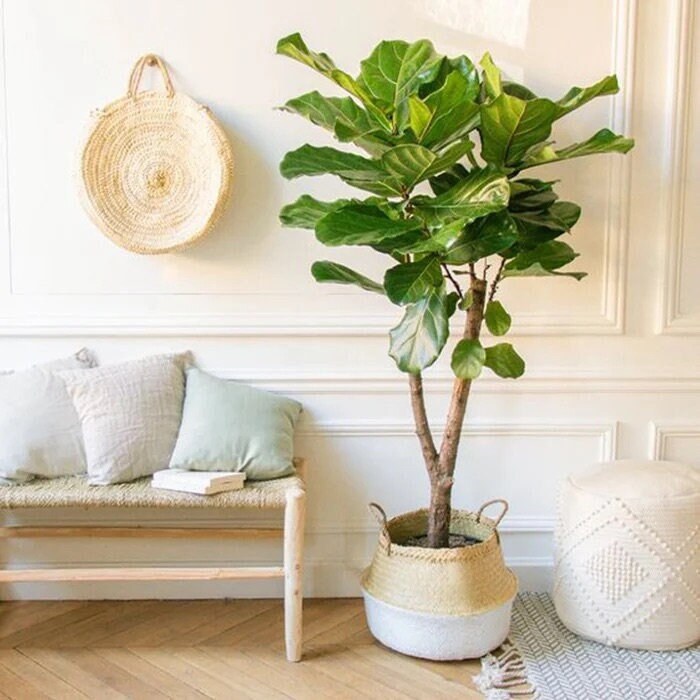 ideas for indoor plant stands Iron X-Tall Plant Stand
