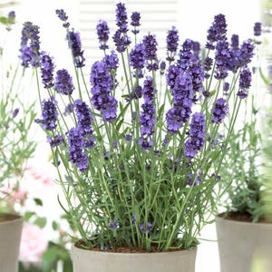 True Lavender seeds, best gift for him her mom dad teacher birthday flowering perennial frost hardy, Lavendula Angustifolia DIY gardening