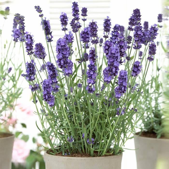 amerikanischer blauregen 'longwood purple' Wisteria frutescens Longwood Purple