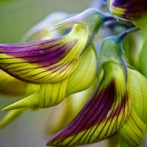 Green Birdflower Seeds: Regal Hummingbird Garden and House Plant, Frost Hardy