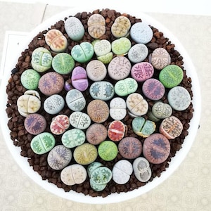 Bunte Lithops Samen, bestes Geschenk für ihn ihre Mama Papa Lehrer, Wohnkultur Geburtstag Haus Pflanze DIY Sukkulenten, Kinder lieben diese Hintern Pflanzen