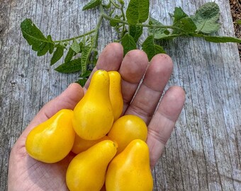 Yellow Pear-shaped Tomato seeds, best gift for him and her, gardening, home decor, educational, fruit & vegetable, mothers day fathers day
