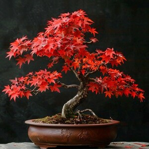 May include: A bonsai tree with vivid red leaves, displayed in a brown ceramic pot. The tree's trunk is dark brown, and the leaves provide a striking contrast against the dark background. The pot has an inscription on the front.