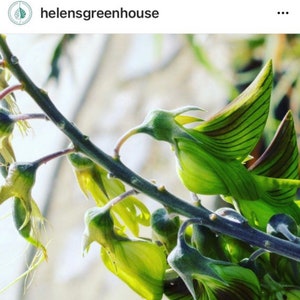 Regal Birdflower Samen, Staude, best Geschenk für ihn ihre Mutter Papa, Wohnkultur Geburtstag Lehrer Geschenke DIY blühende Zimmerpflanze organisch