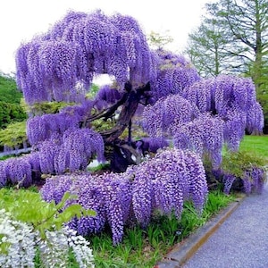 Purple Blue Rain Wisteria Tree seeds, best gift for him her mom dad teacher home decor gardening DIY flowering perennial house plants