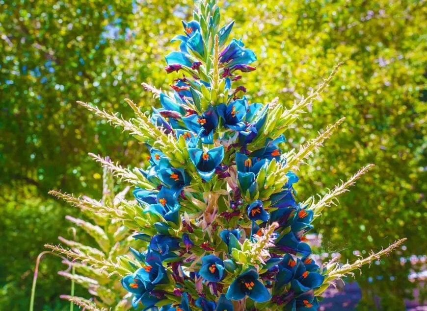 Puya alpestris - Etsy 日本