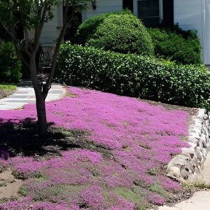 Könnte beinhalten: Eine lebendige Landschaft mit einem Hügel, der mit einem Teppich aus leuchtend violetten Blumen bedeckt ist. Links steht ein Baum, im Hintergrund eine Steinmauer und grüne Büsche. Ein weißes Haus mit schwarzen Fensterläden ist zu sehen.