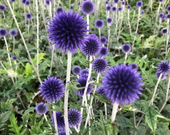 Echinops Blue Globe seeds, pollinator friendly attracts bees and butterflies, best gift for him and her, gardening, home decor gifts