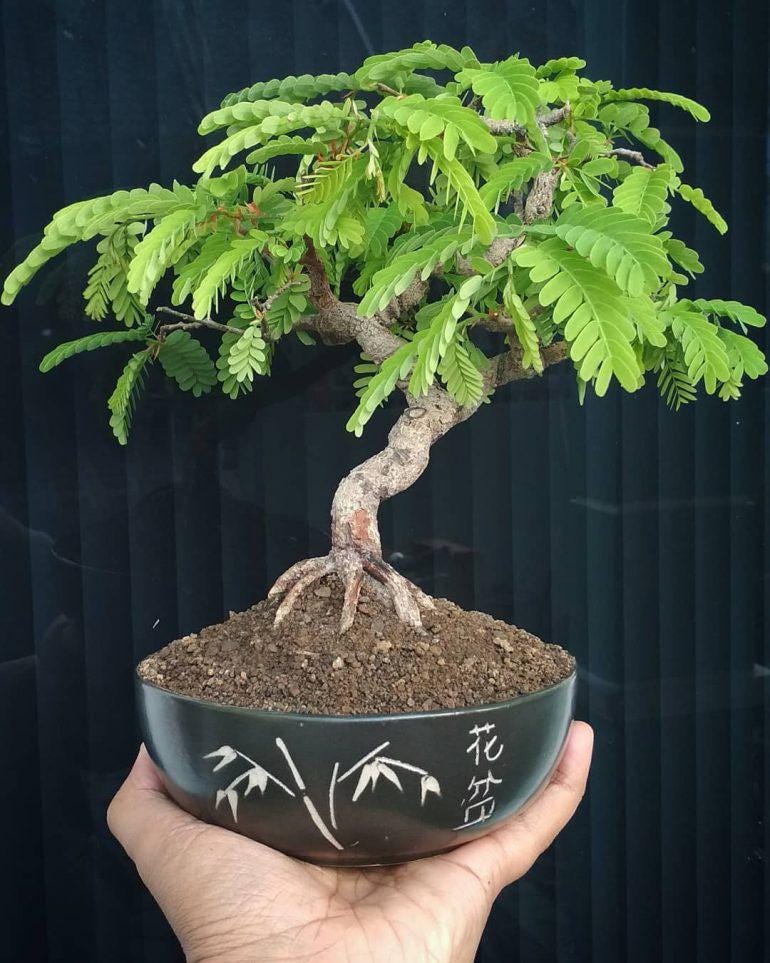 Tamarind bonsai tree - Etsy sterreich