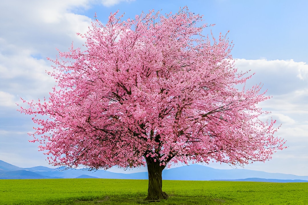 ぼんやり子だぬき ピンク 桜 桃色 さくら ぼんやり子だぬき ピンク 桜 桃色 さくら 桃色にごり 桜(720ml) | 植木
