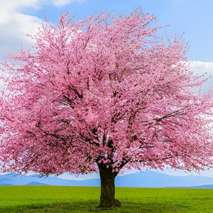 Pink Cherry Blossom Tree seeds Sakura gift for him her teacher gifts graduation DIY flowering plants birthday prunus