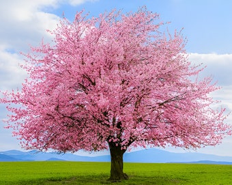 ぼんやり子だぬき ピンク 桜 桃色 さくら il_340x270.6342962434_j6p5.jpg