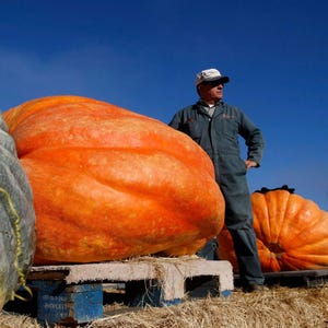 Peut inclure: Une personne portant une combinaison bleu foncé et une casquette blanche se tient à côté d'une citrouille orange massive posée sur une palette en bois. Une autre grande citrouille orange est visible à droite et une partie d'une citrouille grise à gauche.