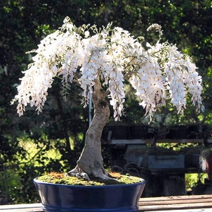 Könnte beinhalten: Ein weißer Glyzinien-Bonsai in voller Blüte, mit herabhängenden Blüten in einem blauen Keramiktopf. Der Baum hat einen dicken, knorrigen Stamm und steht vor einem grünen Hintergrund.