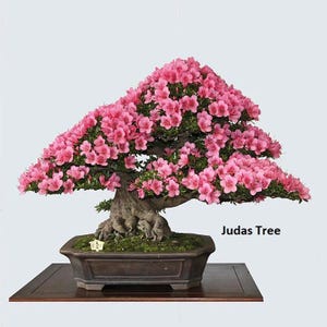 Pink Flowering Bonsai Tree seeds, Judas Tree, best gift for him her mom dad teacher home decor gardening DIY birthday flowering perenial