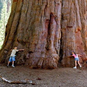 Giant Sequoia Tree seeds, Sequoiadendron giganteum The Tallest Tree in the WORLD, home decor gift for him her mom dad teacher gardening DIY