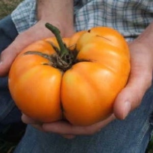 XXL Yellow Tomato seeds, can become 2lb / 1 kilo! best gift for him her mom dad teacher, home decor birthday DIY gardening fruits vegetables