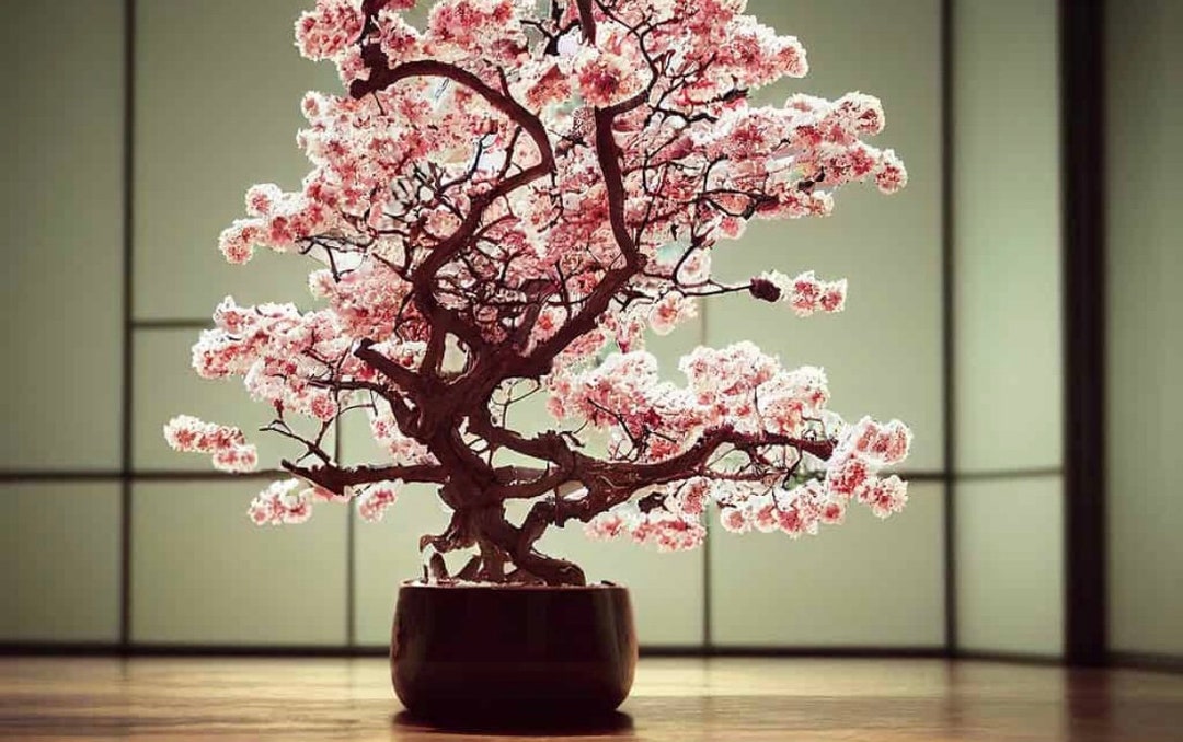 Japanische rosa Kirschblte Bonsai-Baumsamen: Sakura Garten-, Innen- und  Auenpflanze, pflegeleicht - Etsy.de