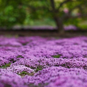 Könnte beinhalten: Ein Feld mit dichten, kleinen, lila Blüten, die einen strukturierten Teppich bilden. Im unscharfen Hintergrund deutet ein Baum mit grünen Blättern auf eine natürliche Umgebung im Freien hin.