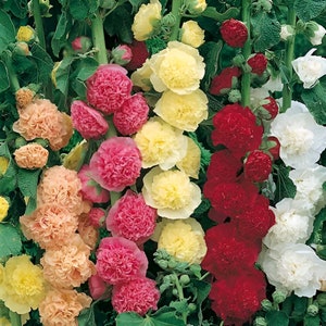 Colourful Hollyhock Roses seeds, frost hardy perennial flowering plant gift for him her mom dad teacher home decor DIY birthday gardening