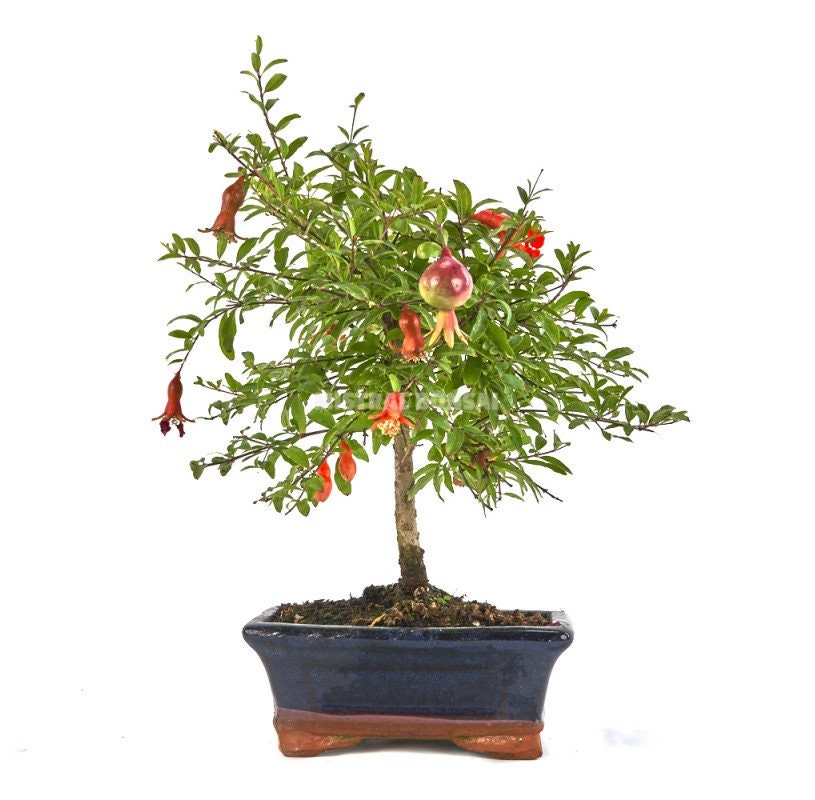Zwerg Granatapfel Bonsai Baum Samen: Bio Gartenarbeit DIY blhende  Zimmerpflanze - Etsy.de