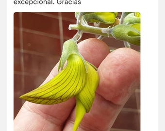 Green Birdflower Seeds: Crotalaria Cunninghamii, Hummingbird Flower Garden  & House Plant - Etsy Canada