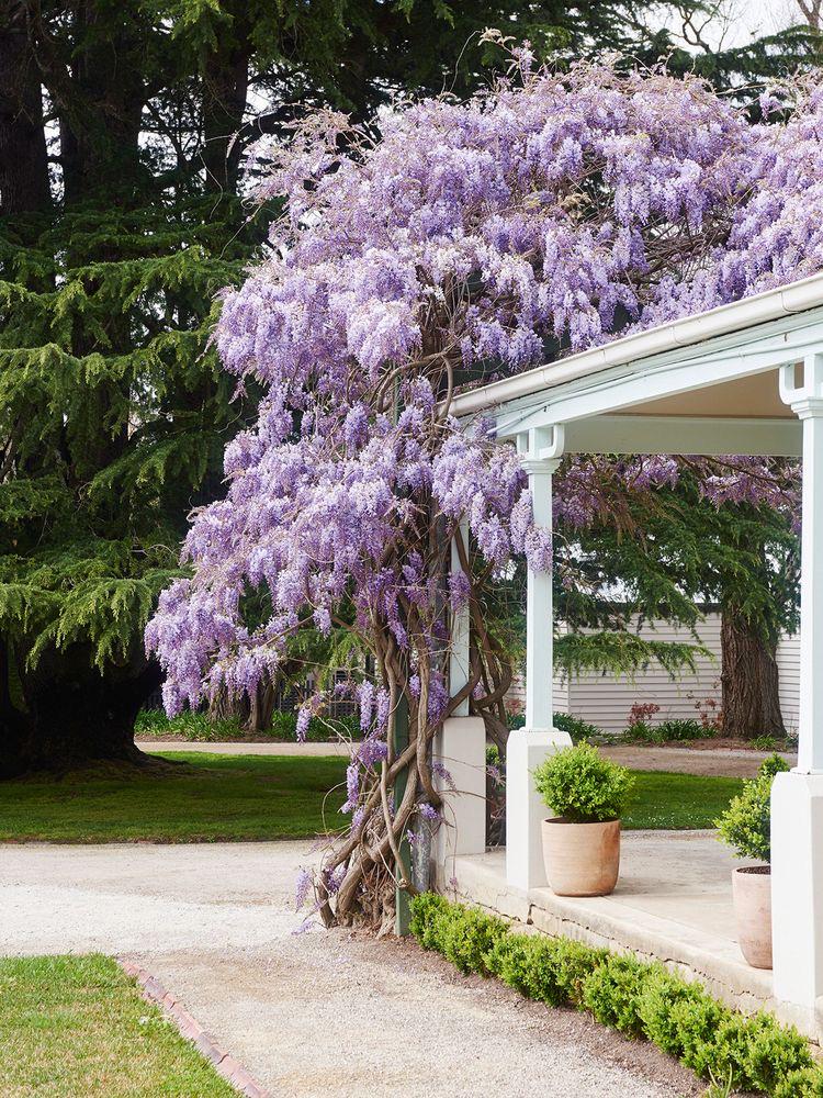 Blue Rain Wisteria Seeds, Cascading Flowering Garden Plants Perennial Frost  Hardy, Easy to Grow - Etsy