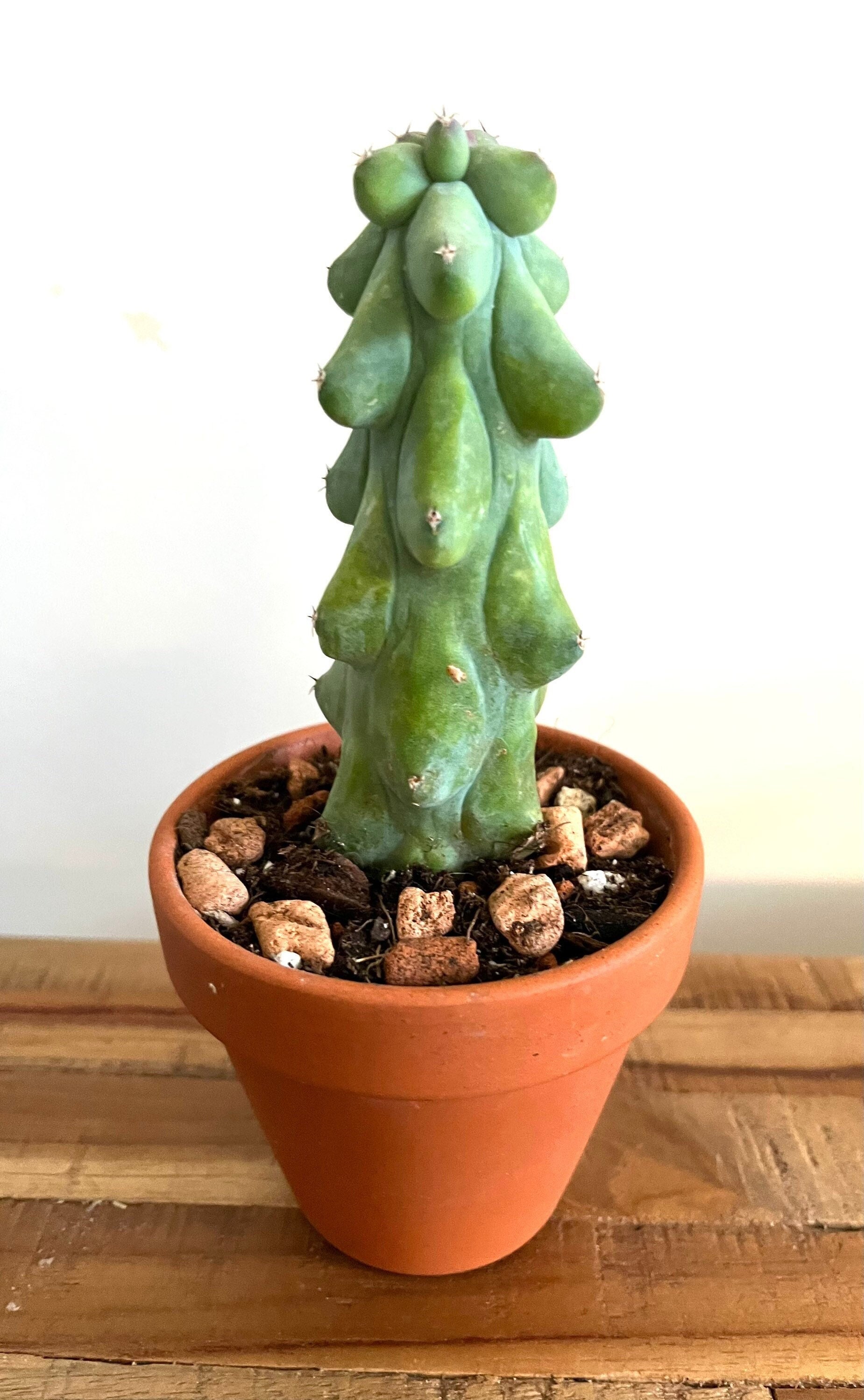 Boobie Cactus in Terracotta Pot: Rare Live Succulent, Easy Care House  Plant, Myrtillocactus Fukurokuryuzinboku - Etsy Denmark