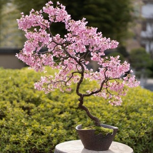 Graines de bonsaï japonais en fleurs de cerisier, couleurs étonnantes, Sakura, décoration d'intérieur, meilleur cadeau pour lui et elle, cadeaux pour la fête des mères image 4