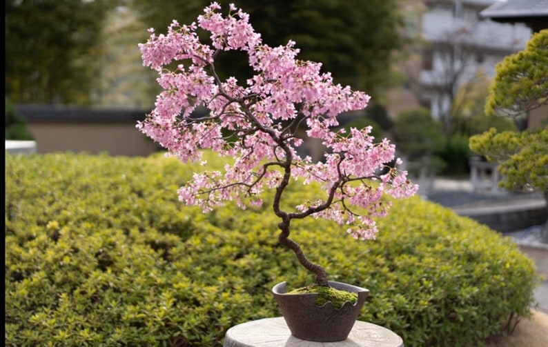 Graines de bonsaï japonais en fleurs de cerisier, couleurs étonnantes, Sakura, décoration d'intérieur, meilleur cadeau pour lui et elle, cadeaux pour la fête des mères image 4