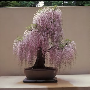 May include: A bonsai tree with delicate pink blossoms cascading down from its branches. The tree is potted in a brown ceramic pot and sits on a black base.