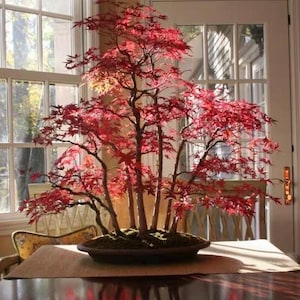May include: A bonsai tree with vivid red leaves, in a dark oval pot. The tree's branches and trunk are visible, with the leaves forming a full canopy. The bonsai is on a table with a neutral placemat, near a window, with natural light.