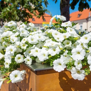 White Cascading Petunia seeds, best gift for him her mom dad teacher, indoor outdoor home decor birthday DIY flowering plants DIY gardening