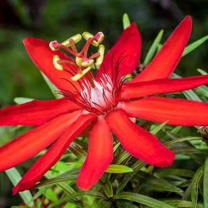 Red Passion Flower seeds, Passiflora coccinea, outdoor garden home decor gift for him her mom dad gardening flowering plant birthday DIY