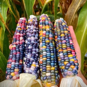 Puede incluir: Cuatro mazorcas de maíz de colores con diferentes tonos de azul, morado, rojo, amarillo y blanco. El maíz está dispuesto verticalmente en una mano.