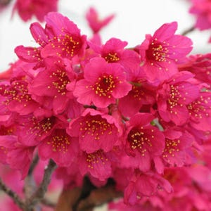 May include: A cluster of vibrant pink cherry blossoms with yellow centres. The flowers are in full bloom and create a beautiful display of colour.
