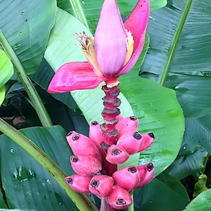 Kenya Banana Plant seeds, house plant best gift for him her mom dad teacher home decor perennial gardening DIY easy care mini bananas