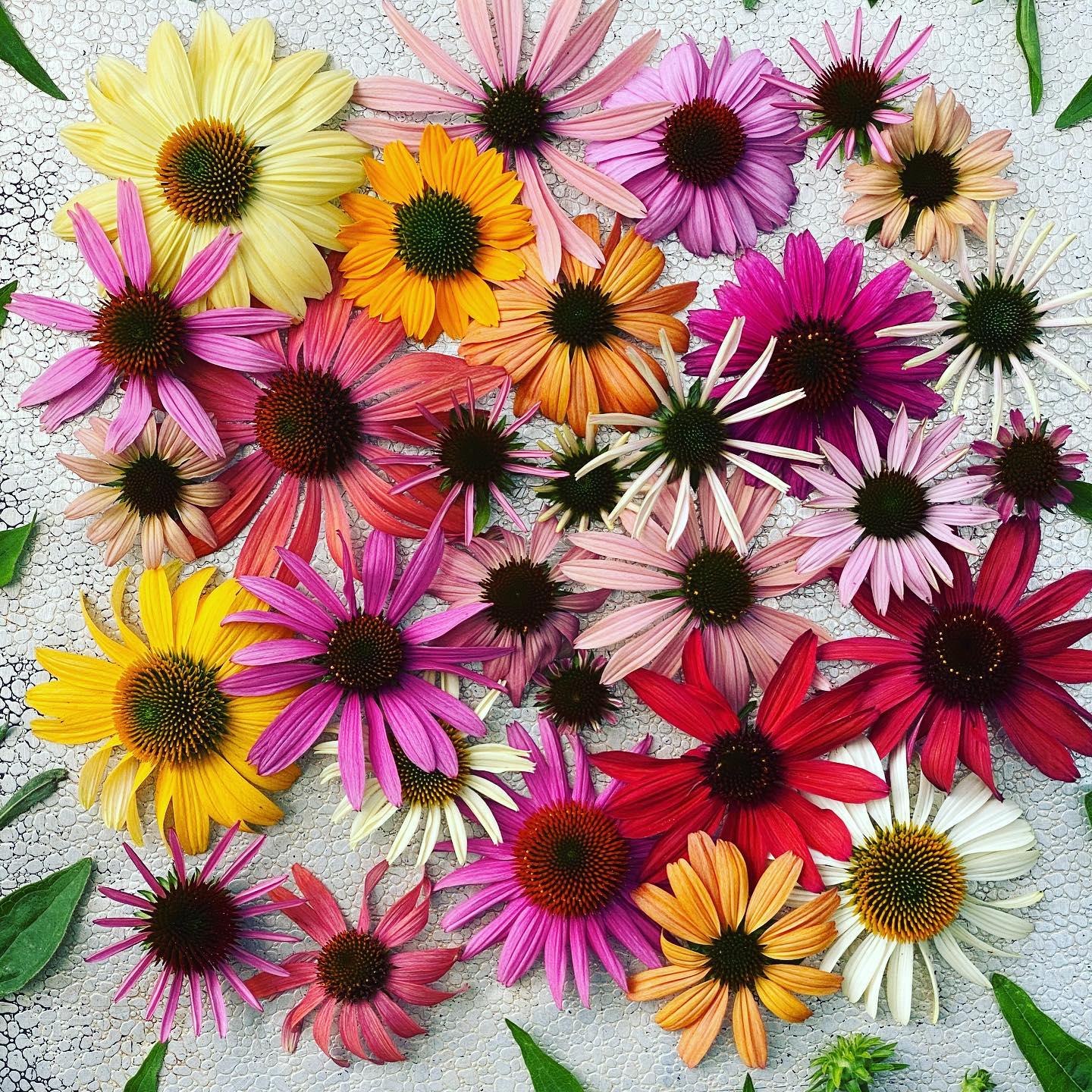 Blumensamen Paradiso Tall Mix Rudbeckie – 1 Portion Für Ca. 10 Pflanzen, Bis 80 Cm Höhe