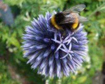 Echinops Blue Globe seeds, pollinator friendly attracts bees and butterflies, best gift for him and her, gardening, home decor gifts