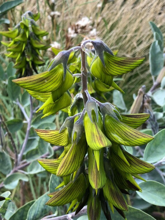 Regal Green Birdflower Seeds: Crotalaria Cunninghamii, Easy to