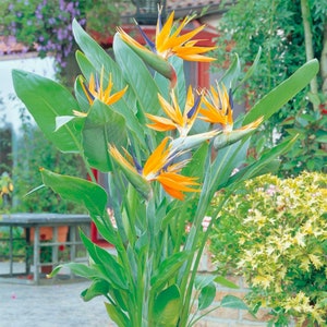 May include: A potted Bird of Paradise plant with multiple bright orange and blue flowers in bloom. The plant has large, green leaves.