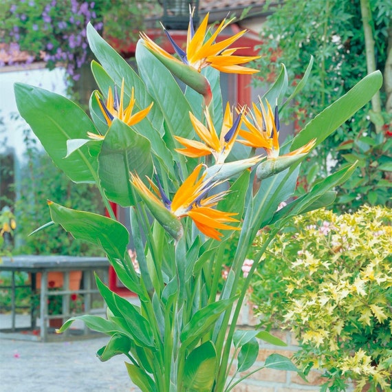 極楽鳥花の種：ストレリチア、DIYガーデニング用熱帯観葉植物、XL