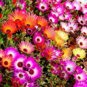 Ice Flower seeds, Flower Power, best gift for him her mom dad teacher, DIY gardening home decor flowering garden house plants easy care